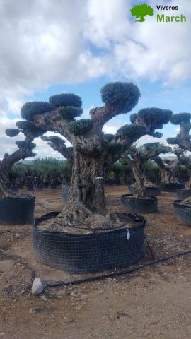 OLEA EUROPAEA REF 19 180/200 HT300/350 PON PON