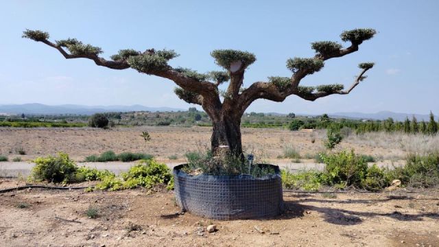 OLEA EUROPAEA REF 20 180/200 HT300/350 PON PON
