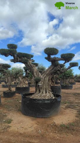 OLEA EUROPAEA REF 20 180/200 HT300/350 PON PON