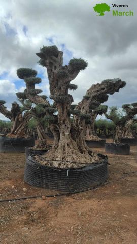 OLEA EUROPAEA REF 20 180/200 HT300/350 PON PON
