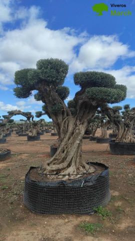 OLEA EUROPAEA REF 21 180/200 HT300/350 PON PON