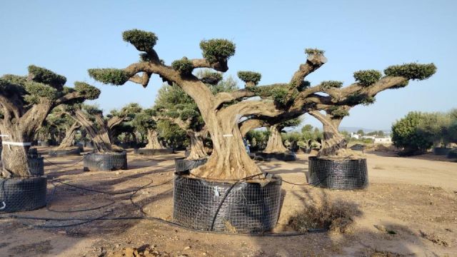 OLEA EUROPAEA REF 21 180/200 HT300/350 PON PON