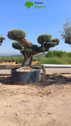 OLEA EUROPAEA REF 22 180/200 HT300/350 PON PON