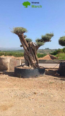 OLEA EUROPAEA REF 22 180/200 HT300/350 PON PON