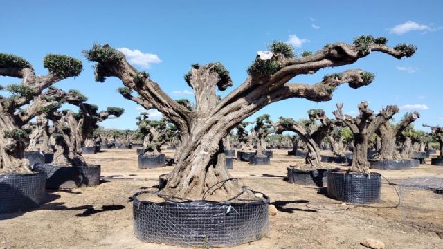 OLEA EUROPAEA REF 22 180/200 HT300/350 PON PON