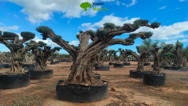 OLEA EUROPAEA REF 22 180/200 HT300/350 PON PON