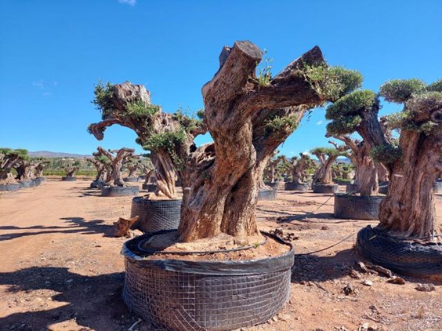 OLEA EUROPAEA REF 22 180/200 HT300/350 PON PON