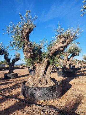 OLEA EUROPAEA REF 22 180/200 HT300/350 PON PON