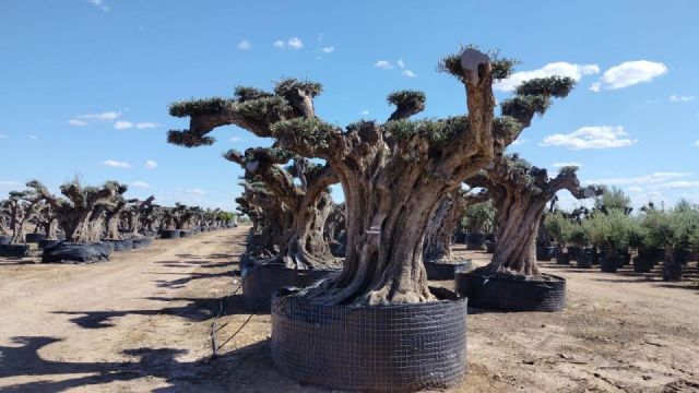 OLEA EUROPAEA REF 23 180/200 HT300/350 PON PON