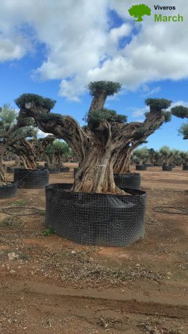 OLEA EUROPAEA REF 23 180/200 HT300/350 PON PON