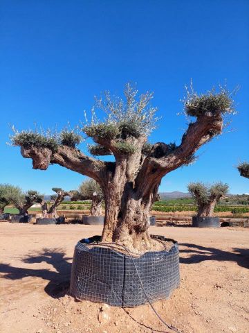 OLEA EUROPAEA REF 24 180/200 HT300/350 PON PON
