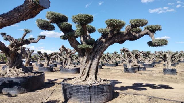 OLEA EUROPAEA REF 24 180/200 HT300/350 PON PON