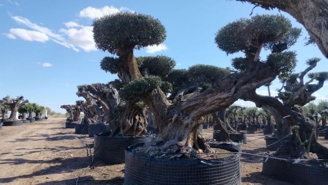 OLEA EUROPAEA REF 24 180/200 HT300/350 PON PON