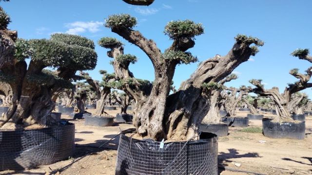 OLEA EUROPAEA REF 24 180/200 HT300/350 PON PON