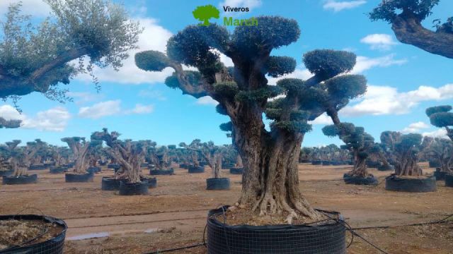 OLEA EUROPAEA REF 24 180/200 HT300/350 PON PON