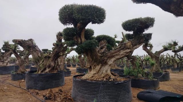 OLEA EUROPAEA REF 24 180/200 HT300/350 PON PON
