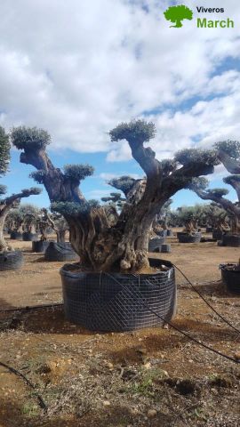 OLEA EUROPAEA REF 24 180/200 HT300/350 PON PON