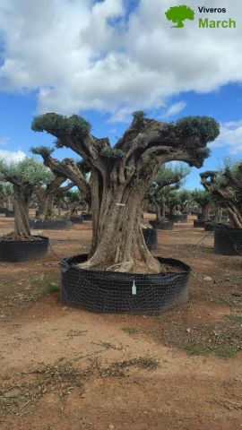 OLEA EUROPAEA REF 24 180/200 HT300/350 PON PON