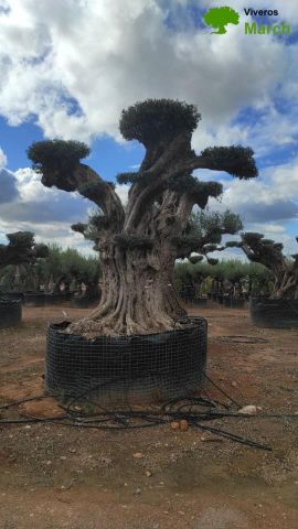 OLEA EUROPAEA REF 24 180/200 HT300/350 PON PON
