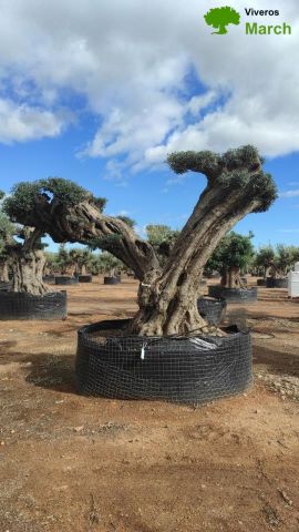 OLEA EUROPAEA REF 24 180/200 HT300/350 PON PON