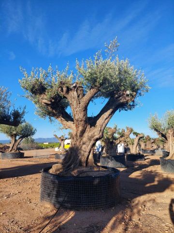 OLEA EUROPAEA REF 24 180/200 HT300/350 PON PON