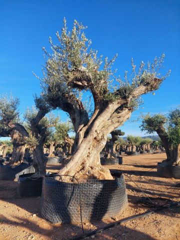 OLEA EUROPAEA REF 24 180/200 HT300/350 PON PON