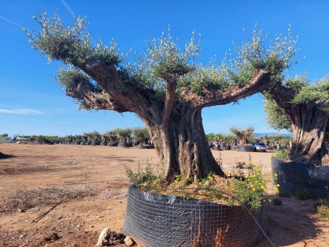 OLEA EUROPAEA REF 25 180/200 HT300/350 PON PON