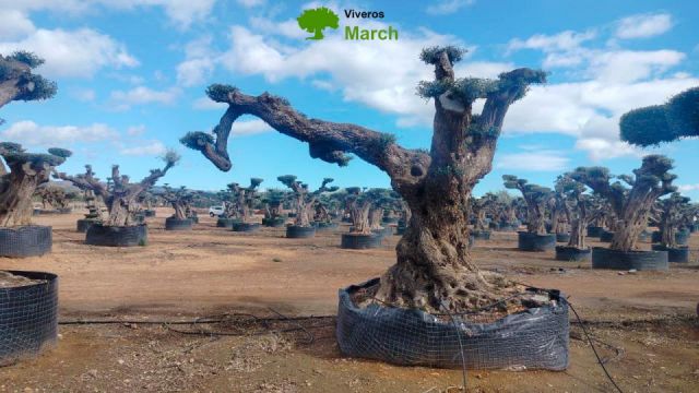 OLEA EUROPAEA REF 25 180/200 HT300/350 PON PON