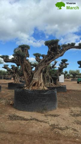 OLEA EUROPAEA REF 25 180/200 HT300/350 PON PON