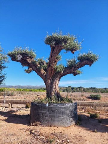 OLEA EUROPAEA REF 26 180/200 HT300/350 PON PON