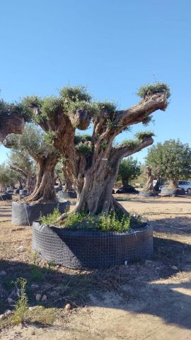 OLEA EUROPAEA REF 27 200/250 HT300/350 PON PON