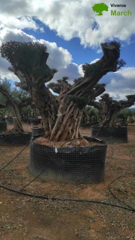 OLEA EUROPAEA REF 27 200/250 HT300/350 PON PON