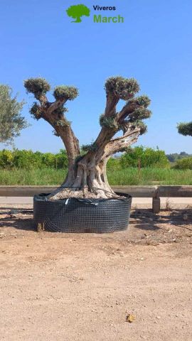 OLEA EUROPAEA REF 28 200/250 HT300/350 PON PON