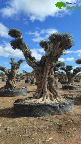 OLEA EUROPAEA REF 28 200/250 HT300/350 PON PON