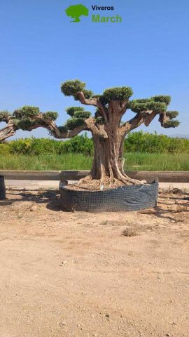 OLEA EUROPAEA REF 29 200/250 HT300/350 PON PON