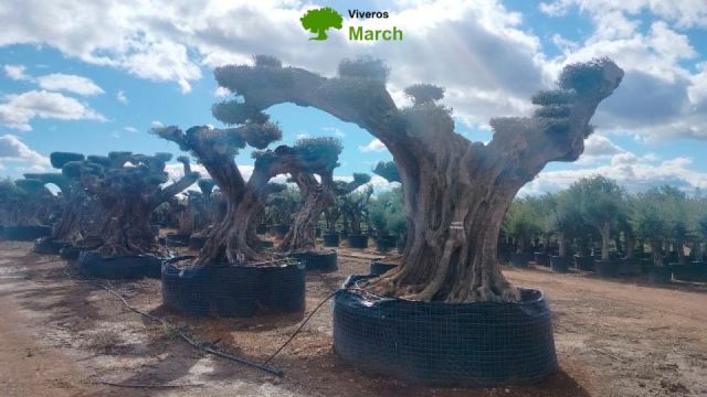 OLEA EUROPAEA REF 29 200/250 HT300/350 PON PON