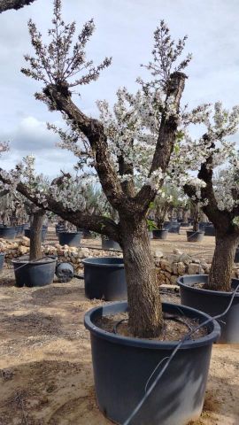 PRUNUS DULCIS C 450L TR80/90 HT 250/300