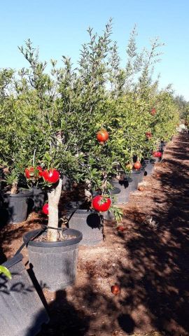 PUNICA GRANATUM D25 - 30L HT150/170 ACCO