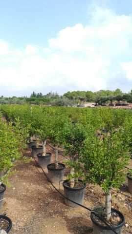 PUNICA GRANATUM D30L HT150/175 ACCO