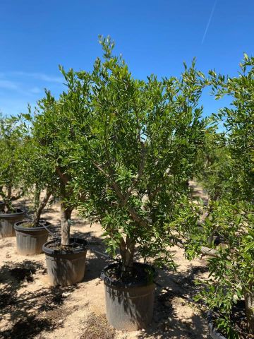 PUNICA GRANATUM ACCO 70L HT180/+ cm