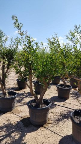 PUNICA GRANATUM ACCO 90L 30/45 tr HT180/+ cm