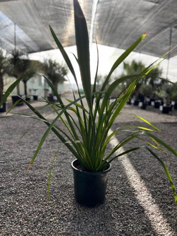 PHORMIUM TENAX APRICOT QUEEN C10L-25CM HT40/60