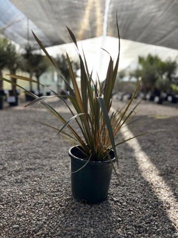 PHORMIUM TENAX PINK FLAMINGO C10L-25CM HT 40/60