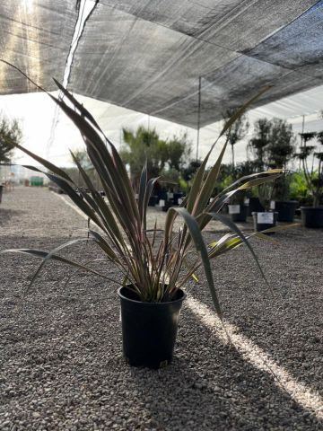 PHORMIUM TENAX PINK STRIPE C10L-25CM HT40/60