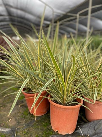 PHORMIUM TENAX WINGS OF GOLD C10L-25CM  HT40/60 