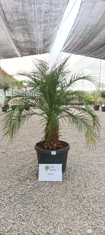PHOENIX ROEBELENII 20L-35cm 20/30 tr  100/120 HT 