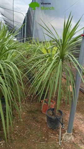 DRACAENA INDIVISA D15L - HT 130/170