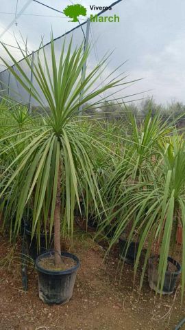 DRACAENA INDIVISA D25L - 37cm HT140/190