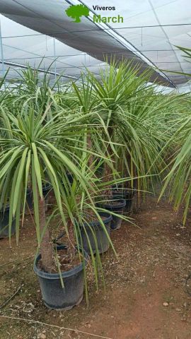 DRACAENA INDIVISA D30L-40cm HT140/190