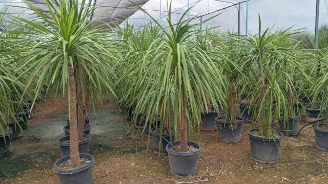 DRACAENA INDIVISA D35L - 44cm HT170/220